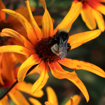 Virginia Pollinator Garden