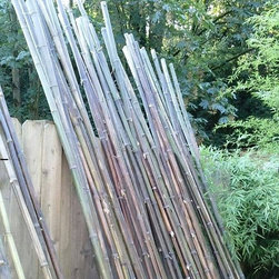 2014 Bamboo Harvest: 10 foot poles; 1-2' diameter - Lifestyle And Leisure