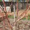 Can I recover the structure of this tree?