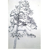 Photo de silverpine