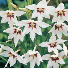 Late Summer / Fall Flower Options