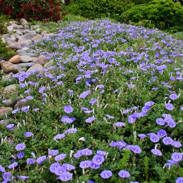 Ground Morning Glory alongside Dry Streambed