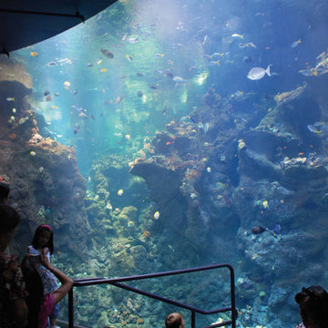 Calofornia Academy of Sciences, San Francisco, CA (with RPBW)