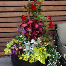 Potted Flower Favorites