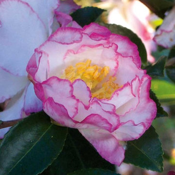 October Magic® Inspiration Camellia Camellia sasanqua 'Green 97-039' PP#20566