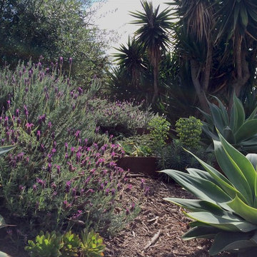 Cascading Spanish Lavender spills between Agave