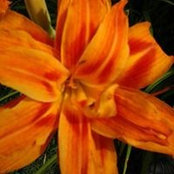 Brenda Murphy's photo