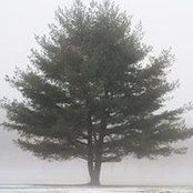 Lisa Barbour's photo