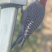 Joanne Fineberg's photo