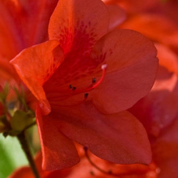Encore Azalea Autumn Bravo™