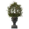 30" Pond Cypress Topiary With Urn, Indoor and Outdoor