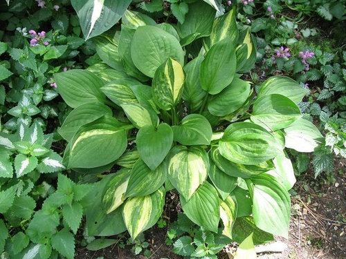 2009 Hosta Alphabet - W's