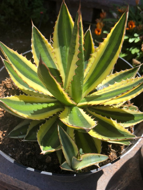 Repotting Agave pups