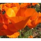Betsy Firth's photo