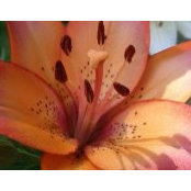 Debbie Mellin's photo