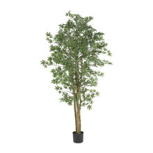 Plants
