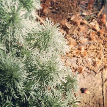 Garden textures