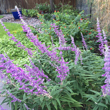 Mexican bush sage and turks cap