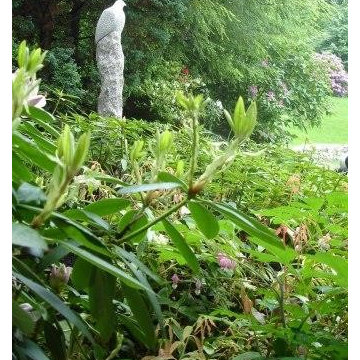 Heaven is a Garden