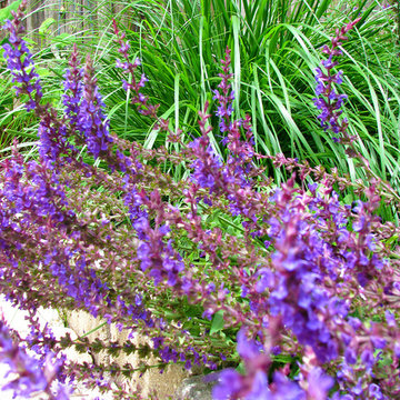 Glencoe Classic, English Radial Garden