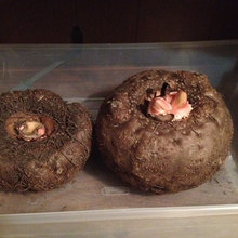 Amorphophallus