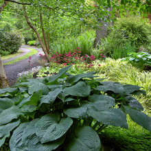 Shade Garden