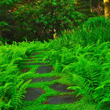 shade garden