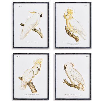 Parrot Study White, Gallery, Set of 4