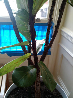Advice on how to prune fiddle leaf fig tree [PHOTO] | Houzz Forum