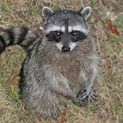 Rockey Racoon's photo