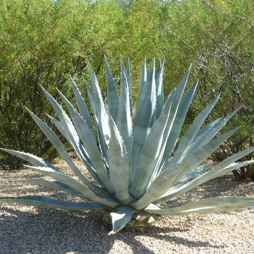 Agave Americana_Century Plant