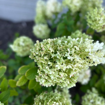 Hydrangea's