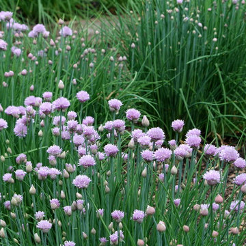 Favorite Spring Flowers