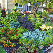 Vegetable Garden