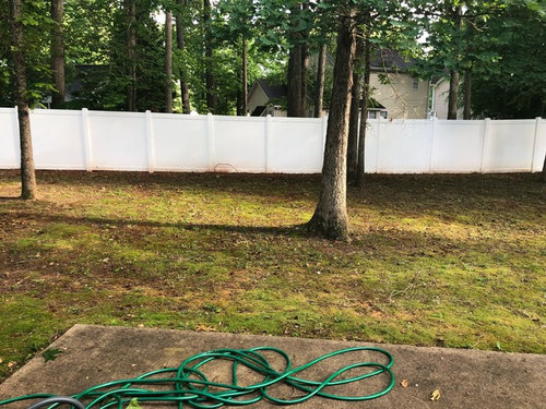 Need help with backyard and lots of trees
