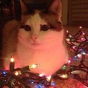 Cristine Lammers's photo