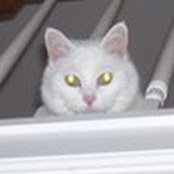 Michelle Cardella's photo