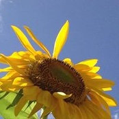 Vicki Grose Atlas's photo