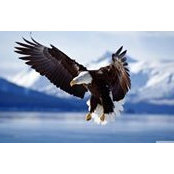 Joyce Miles's photo