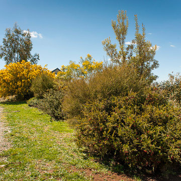 Cool Climate Native Garden