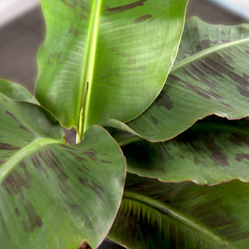 ‘Poquito’ Banana Musa 'Poquito' PPAF