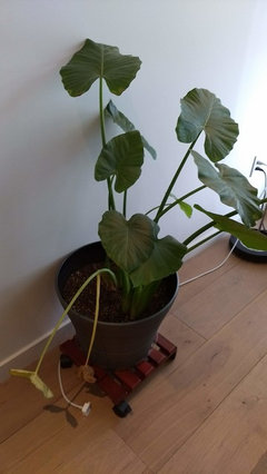 Elephant Ear plant slowly yellowing and dying | Houzz Forum