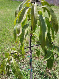 What is causing this on my mango trees?