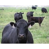 Jan Bowman's photo