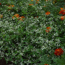 plants