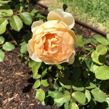 Kent Town | Rose Garden | Stainless Steel Design