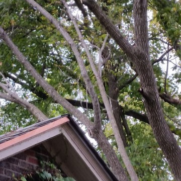 Tree Trimming & Removal
