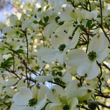 Walled Garden