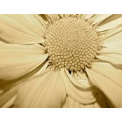 Sheila Bartlett's photo