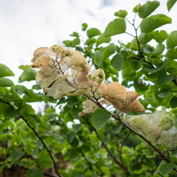 Pesky Tree Pests – Spider Mites